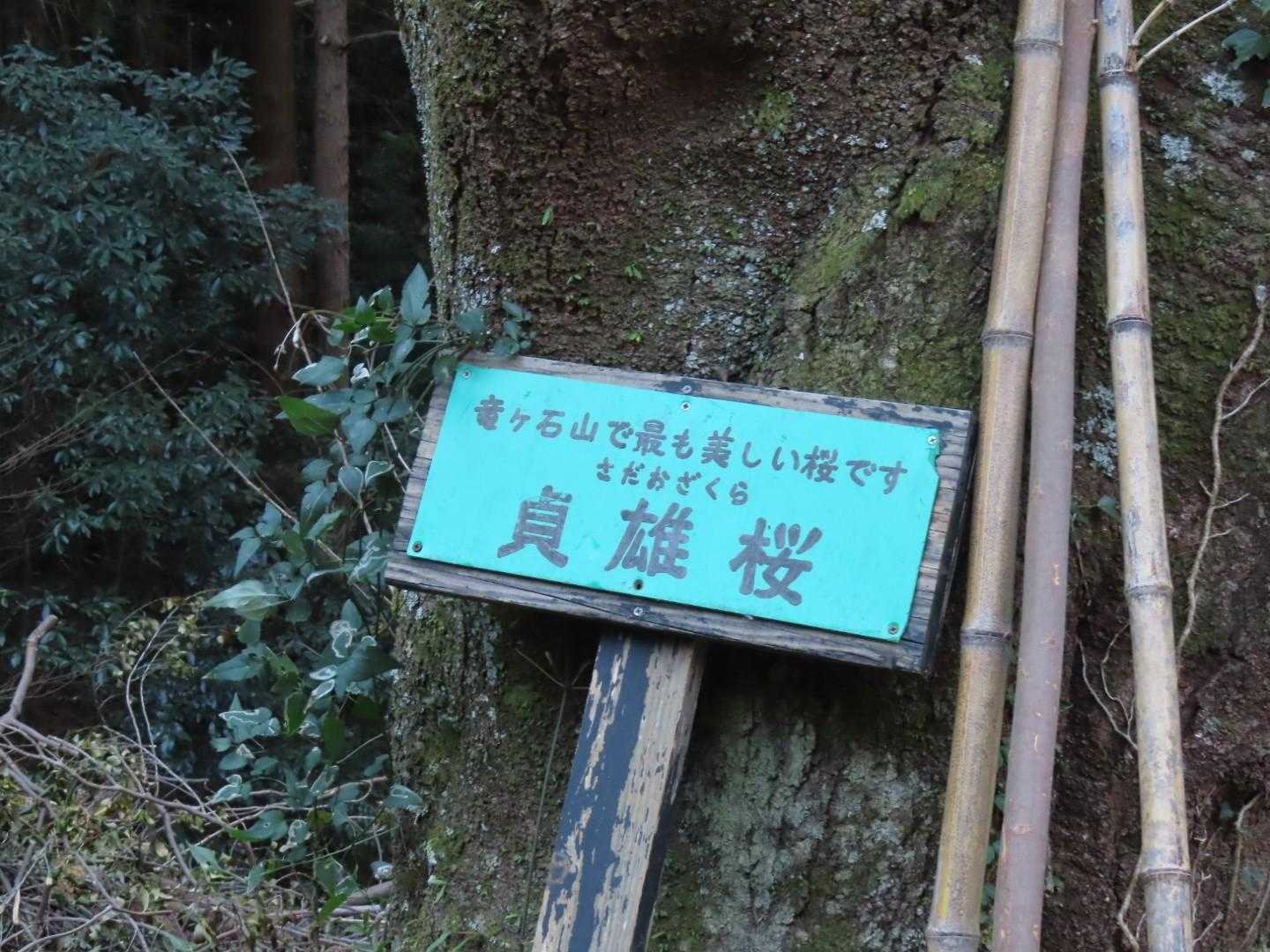 ネームド桜🌸