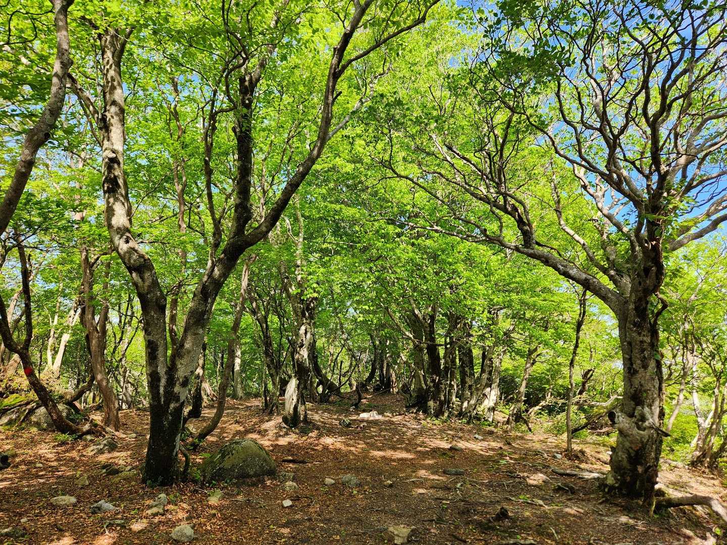 釈迦岳山頂のブナ林