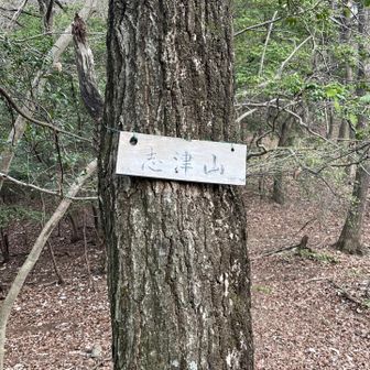 志津山山頂
公園のようだった城台山から一変
自然派登山道