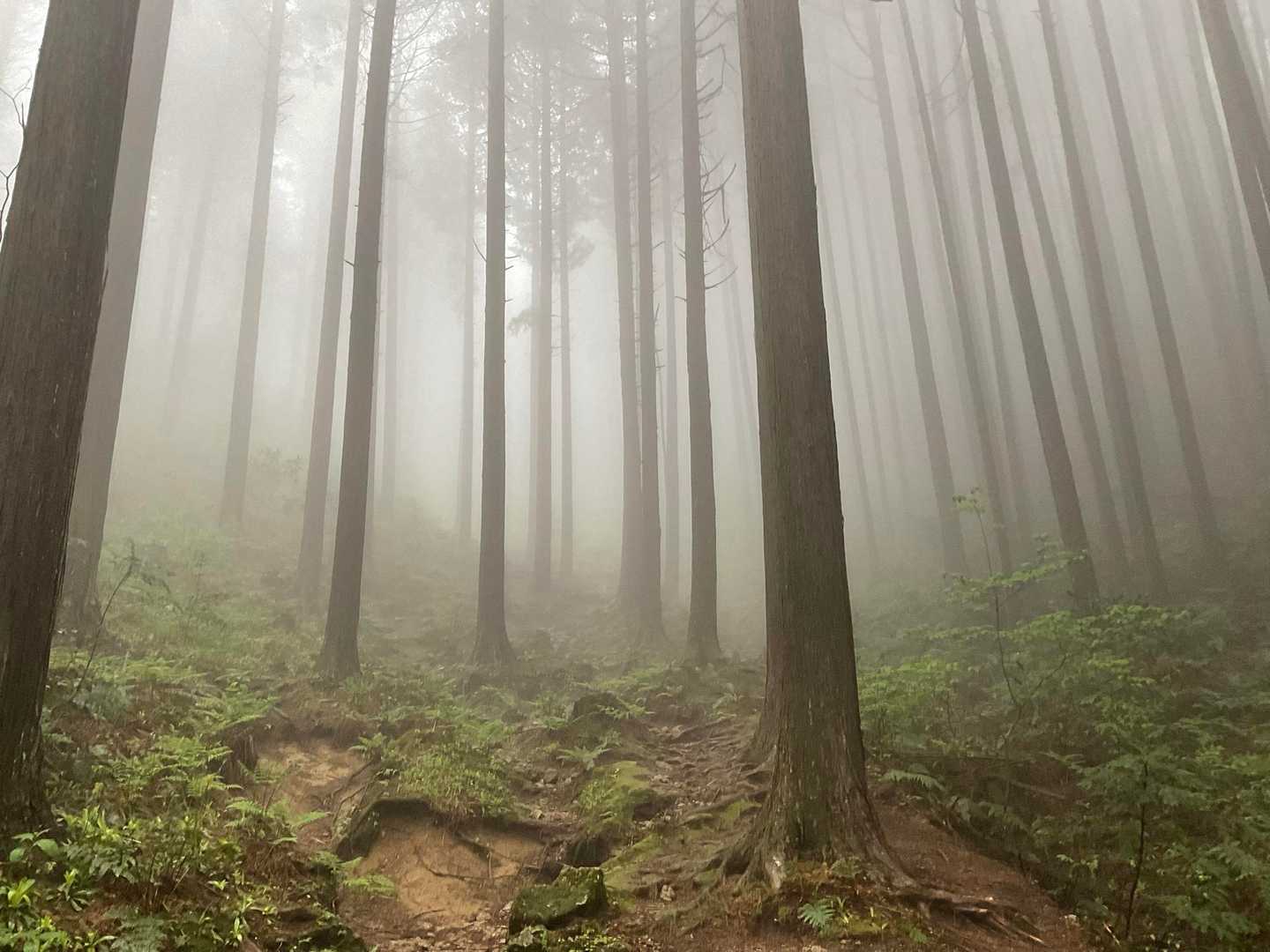 天狗谷-大和葛城山-水越峠 周回コースの写真