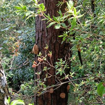 ホウキダケを見つけてから毎回観察する枯れた赤松。何やら瘤が多数。