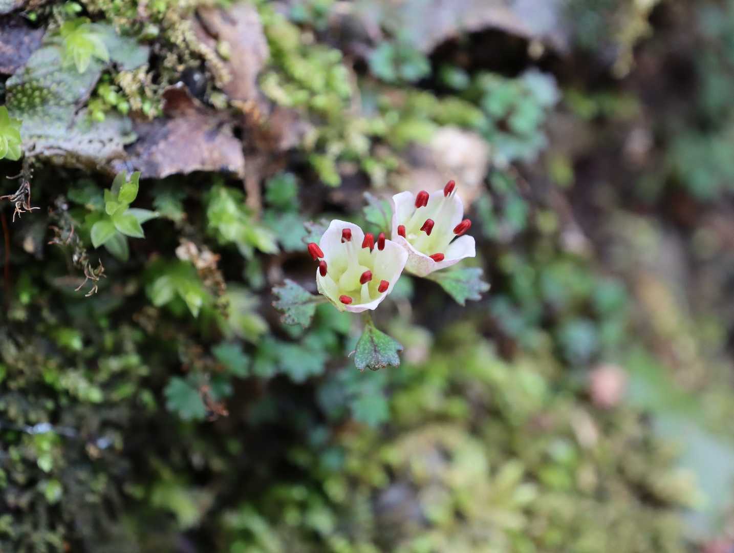 下山途中にまた撮りました