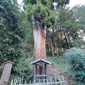 　巨杉の根元に「馬首（ましゅ）の井戸」がある。

　この地の豪族であった「晃石（てるいし）太郎」は戦いに敗れ、この寺へ逃げ込んできた。しかし、住職が匿うことを拒んだため、もはやこれまでと覚悟を決める。愛馬の首を切ってこの井戸に投げ込み、その後、自害したという。
　それ以来、井戸からは悲しげな馬の嘶きが聞こえるようになったと伝えられている。
　覗き込んだ井戸は、ほとんど埋まっていた……。
　すぐ隣には「東山一口拍子木（ひがしやまひとくちかちき）」がある。
　寺の東山で拍子木の音が聞こえると、寺に何らかの異変が起こる前触れとされ、その音は住職にしか聞こえないという。

大中寺、その他の七不思議
https://japanmystery.com/totigi/daichuji.html