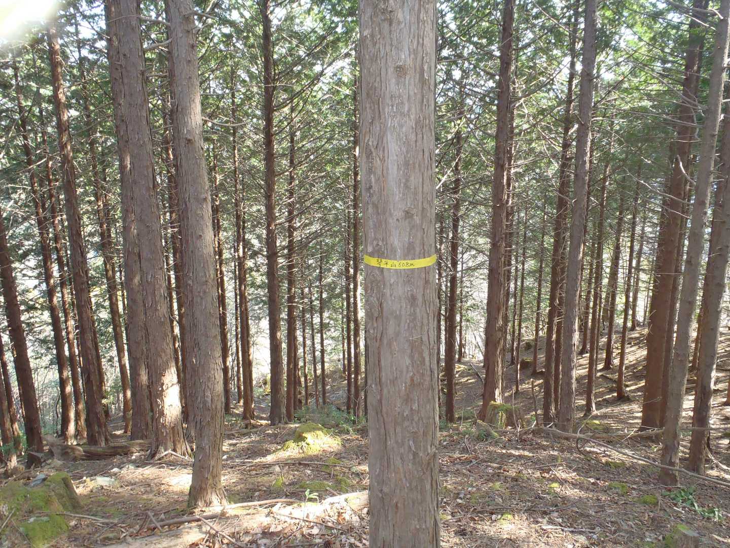 通過点の琴平山頂　標高608ｍ