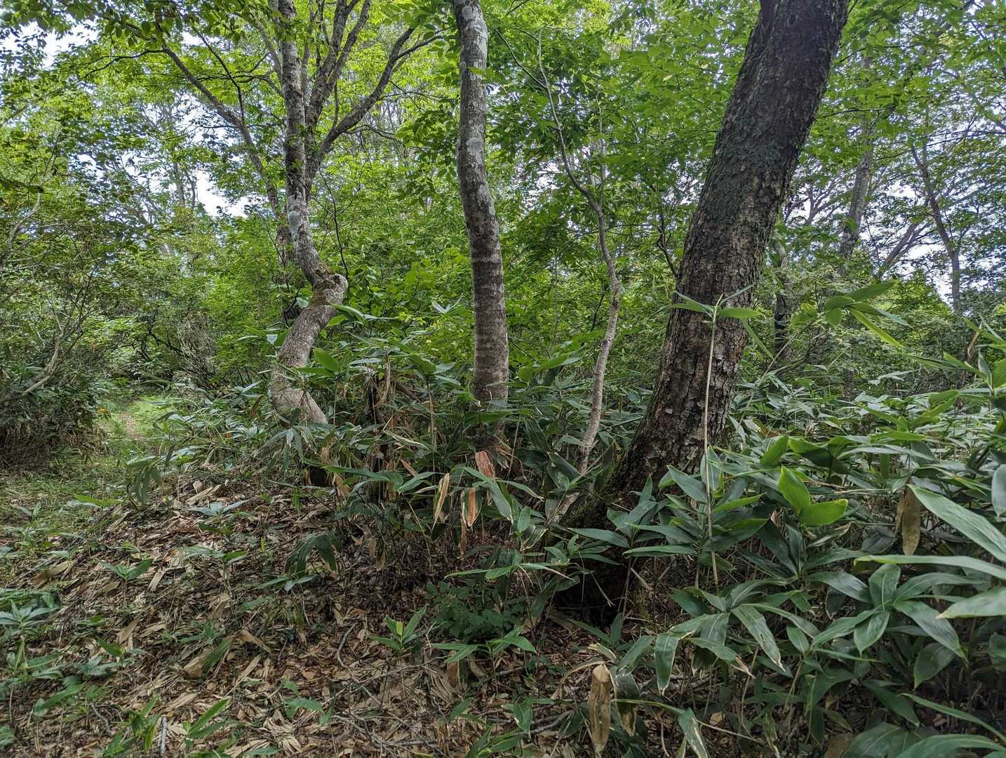 山頂からすぐのトコ
奥の木🌳のＹになってるトコから
黒い物体がザワザワって音立てて下りてきて右の草むらに下りていった😅

サル🐒の色ではなく 黒
大きさは普通のサルぐらい
・・・🤔

なんでしょう？
木に登る動物
子熊🧸なら
親熊 近くに居なくて良かった😅

写真撮るヒマ無かったです😆

動物さんから逃げてってくれた😅