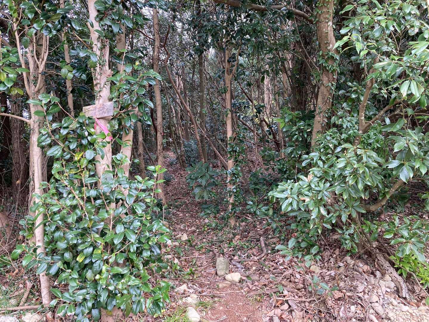 登山口　小さな看板有り