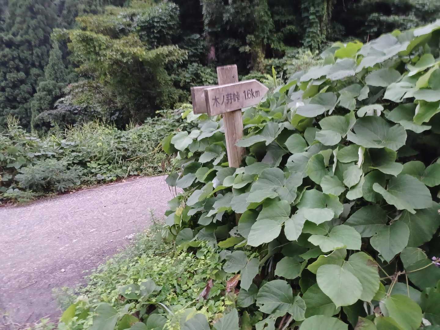 木ノ芽峠-鉢伏山 往復コースの写真