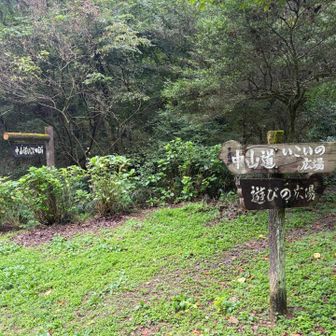 分岐多かった。
こんな分岐多いのは久々
