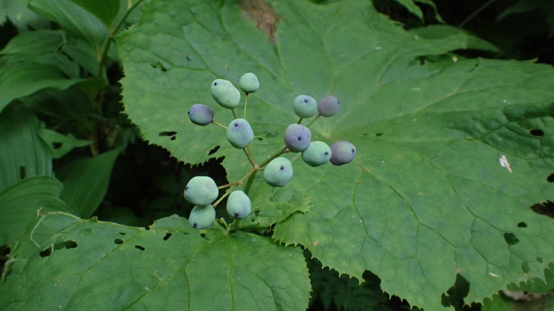 サンカヨウの実　食べられるのですが、美味くないよ。