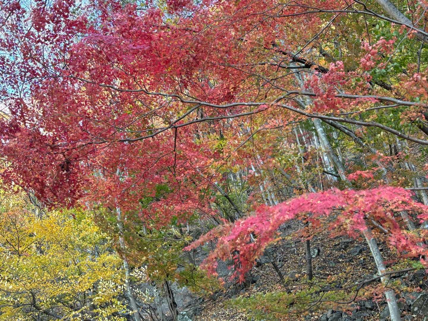 キレイ🍁キレイ🍁の連発😆