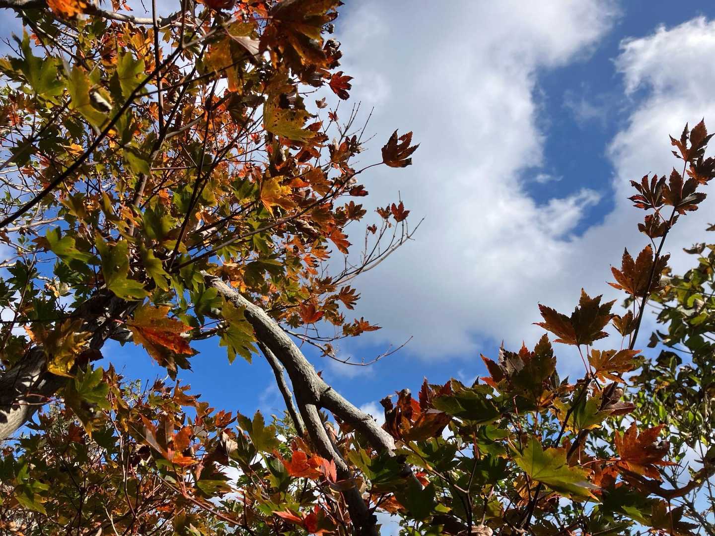 紅葉した木4