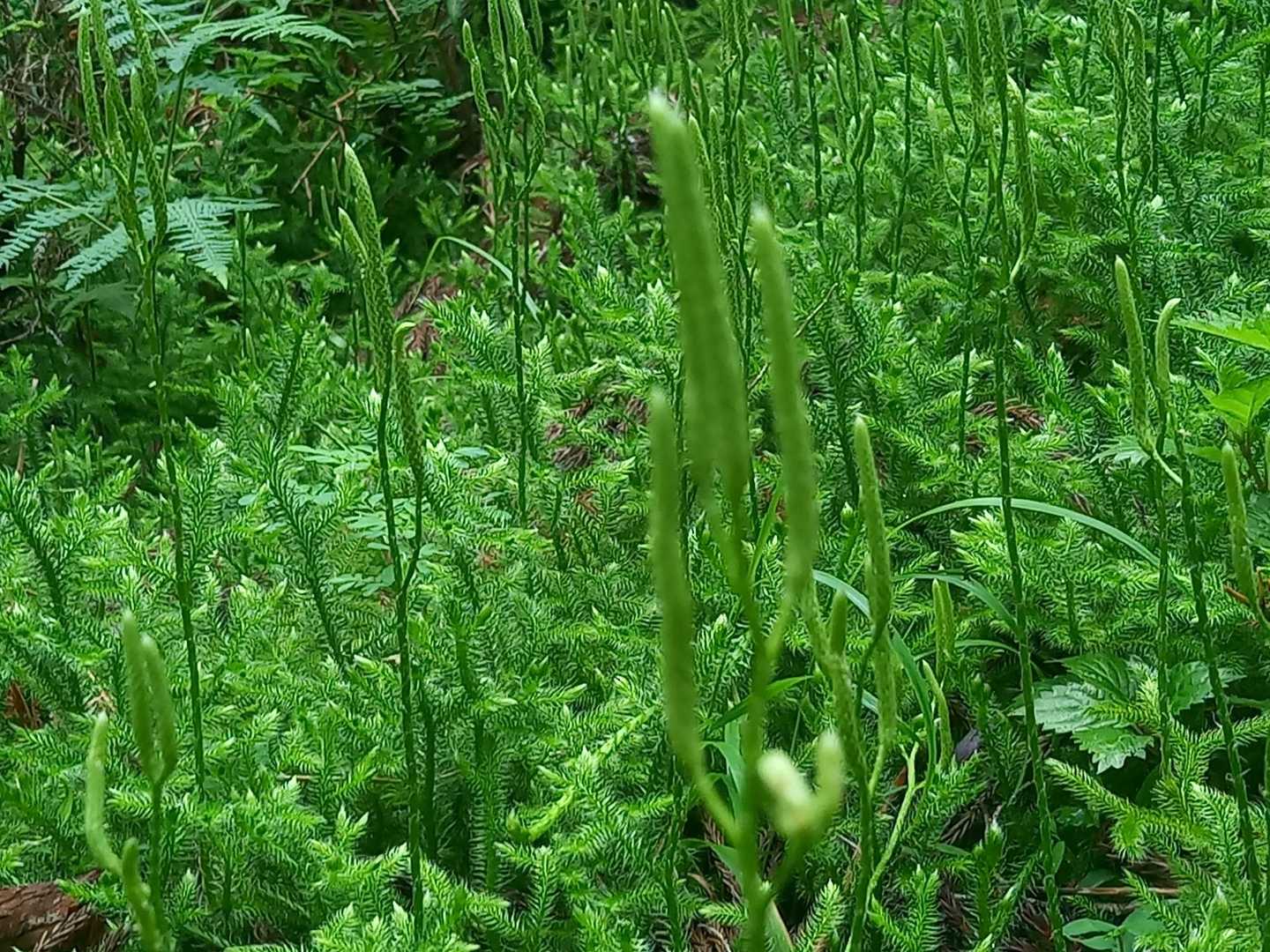 ヒカゲノカズラ(日陰の葛)

シダ植物(原始的な小葉類)で４億2000万年前の祖先と同じ体のしくみを持つ「生きた化石」と呼べる存在だそうです！