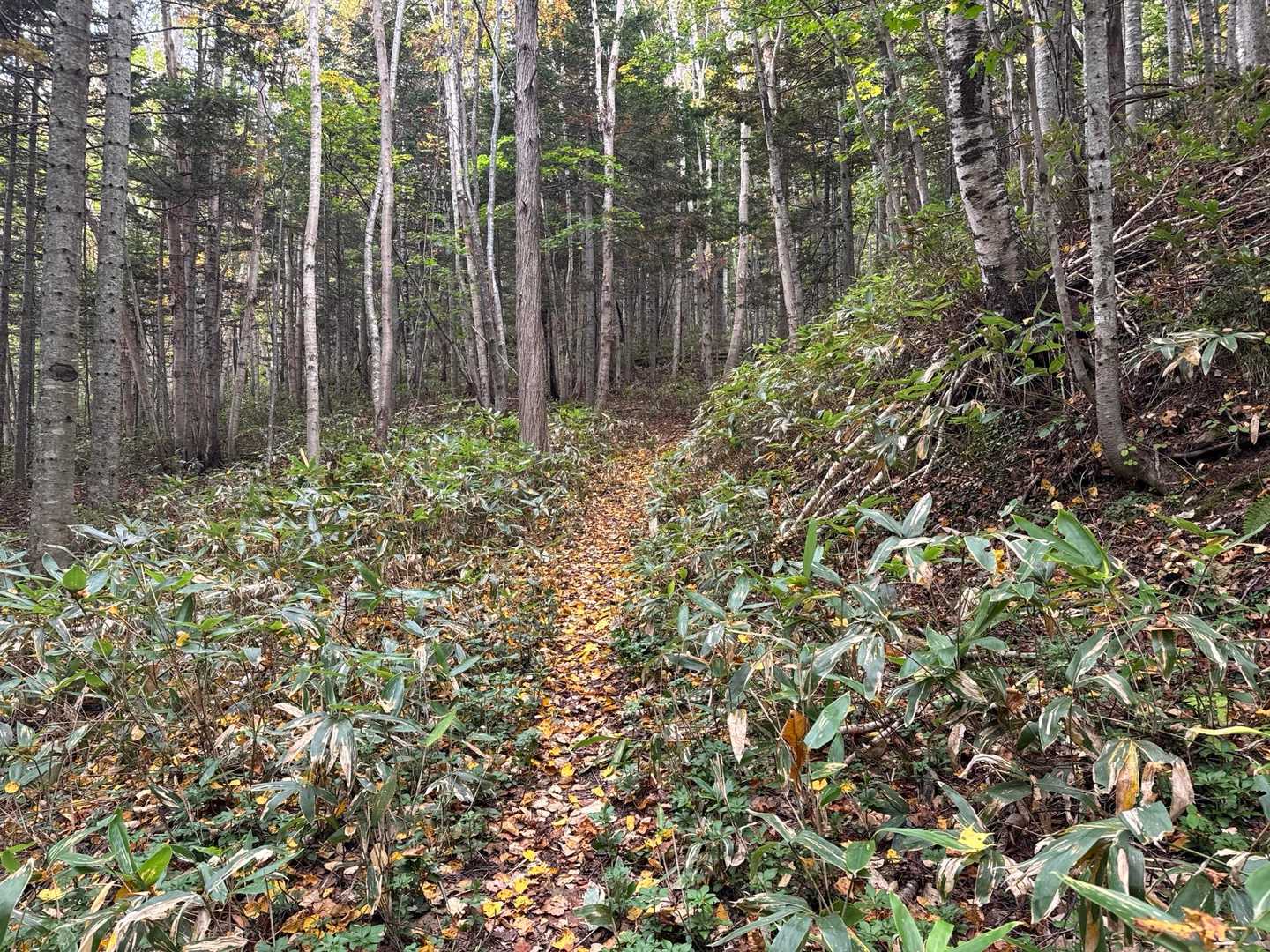 このくらいの狭い登山道が続きます