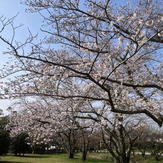 桜は見頃になっていました
