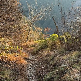 分かりづらいですが、俺の前を堂々と横切るうずら?コジュケイ？の群れw