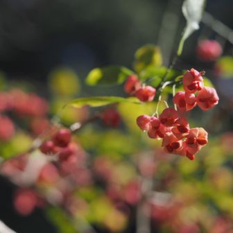 ゆらゆらマユミ🩷