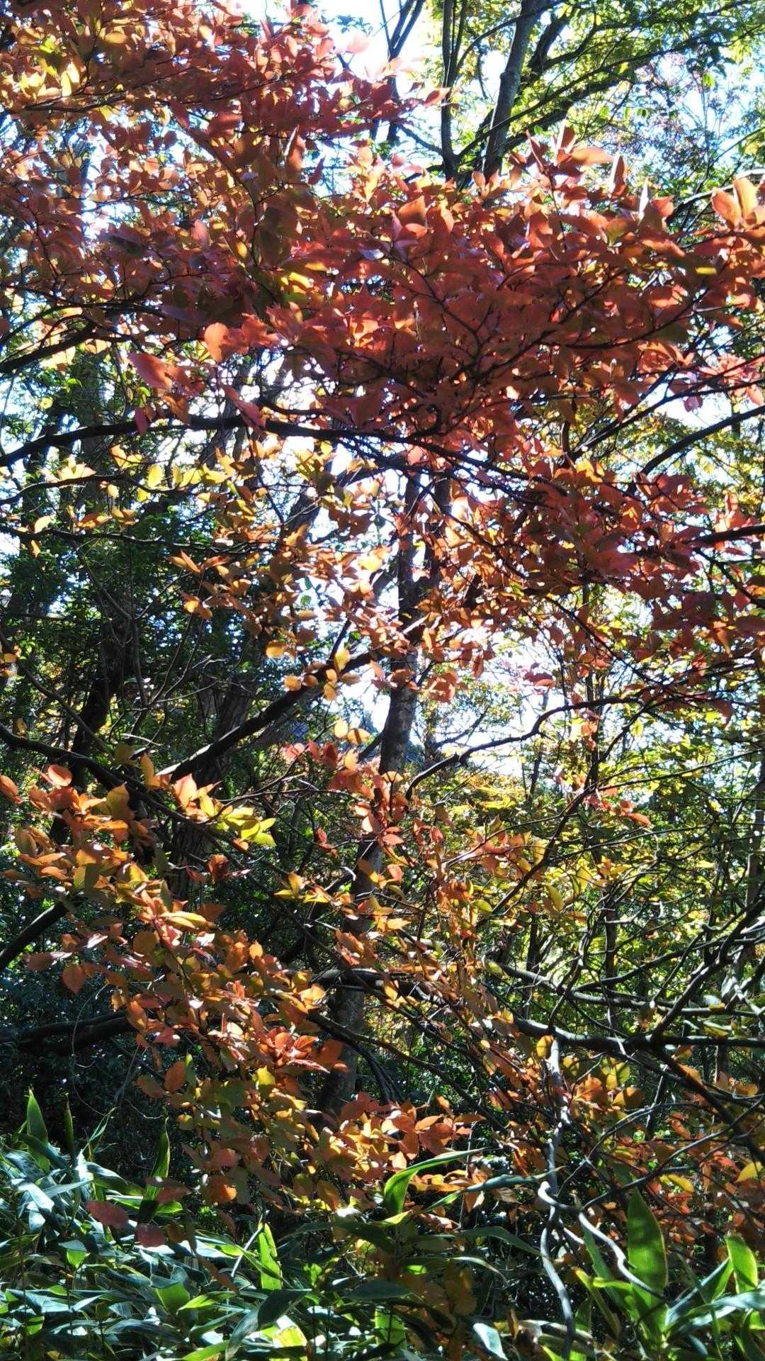紅葉が現れる