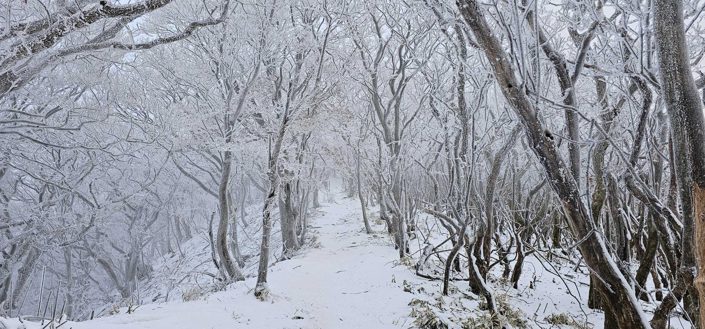 扇ヶ鼻 往復コースの写真