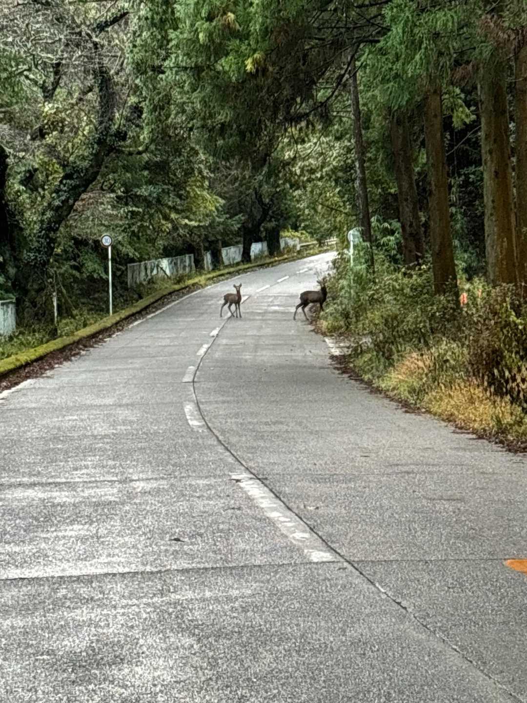 もはや、鹿🦌🦌しかいない。😁