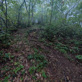 また少し登る。
小さなピーク、ハナヌキ峰まで↑50くらい。