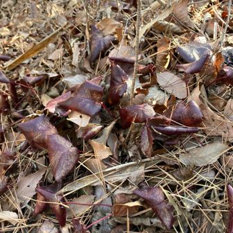 この辺りはカイイワカガミという白いイワカガミが咲くそうです。
冬でも葉は枯れずに残っていました。