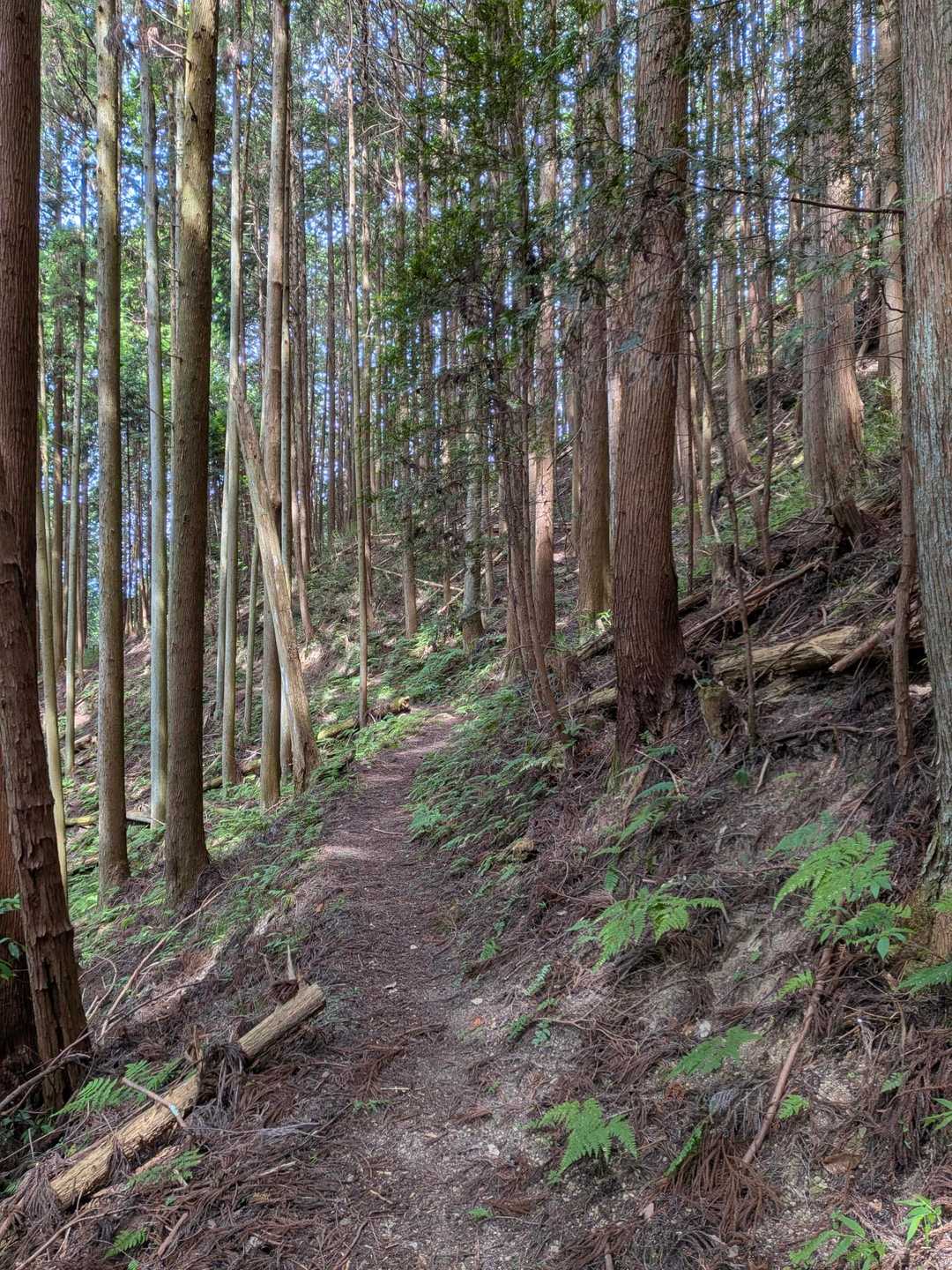 伊那佐山 往復コースの写真