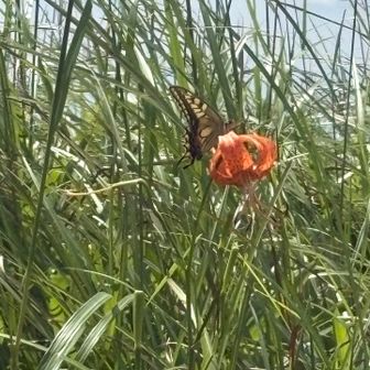 ギフチョウ？って1人テンション上がってたらカナコウさんから一言
アゲハ蝶だよ…😱