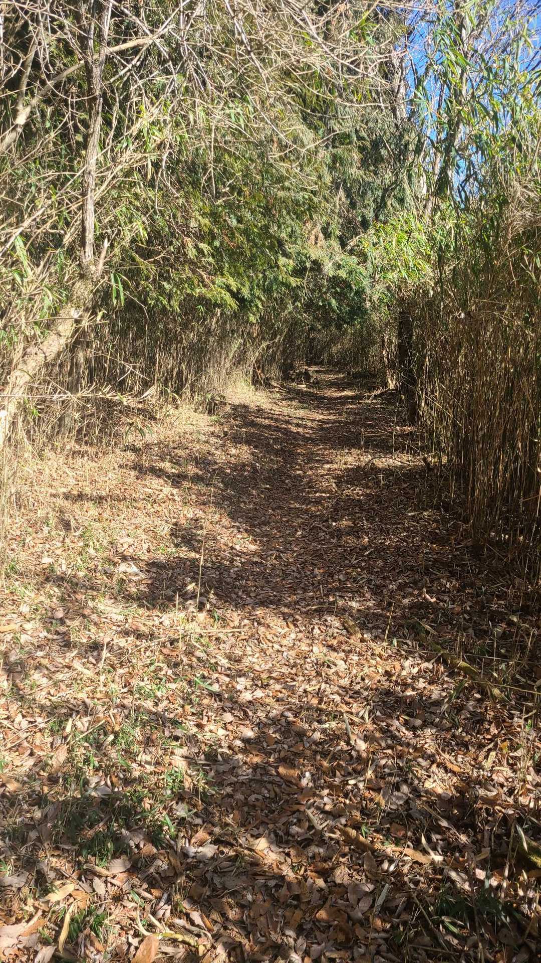 登山道はこんな感じ