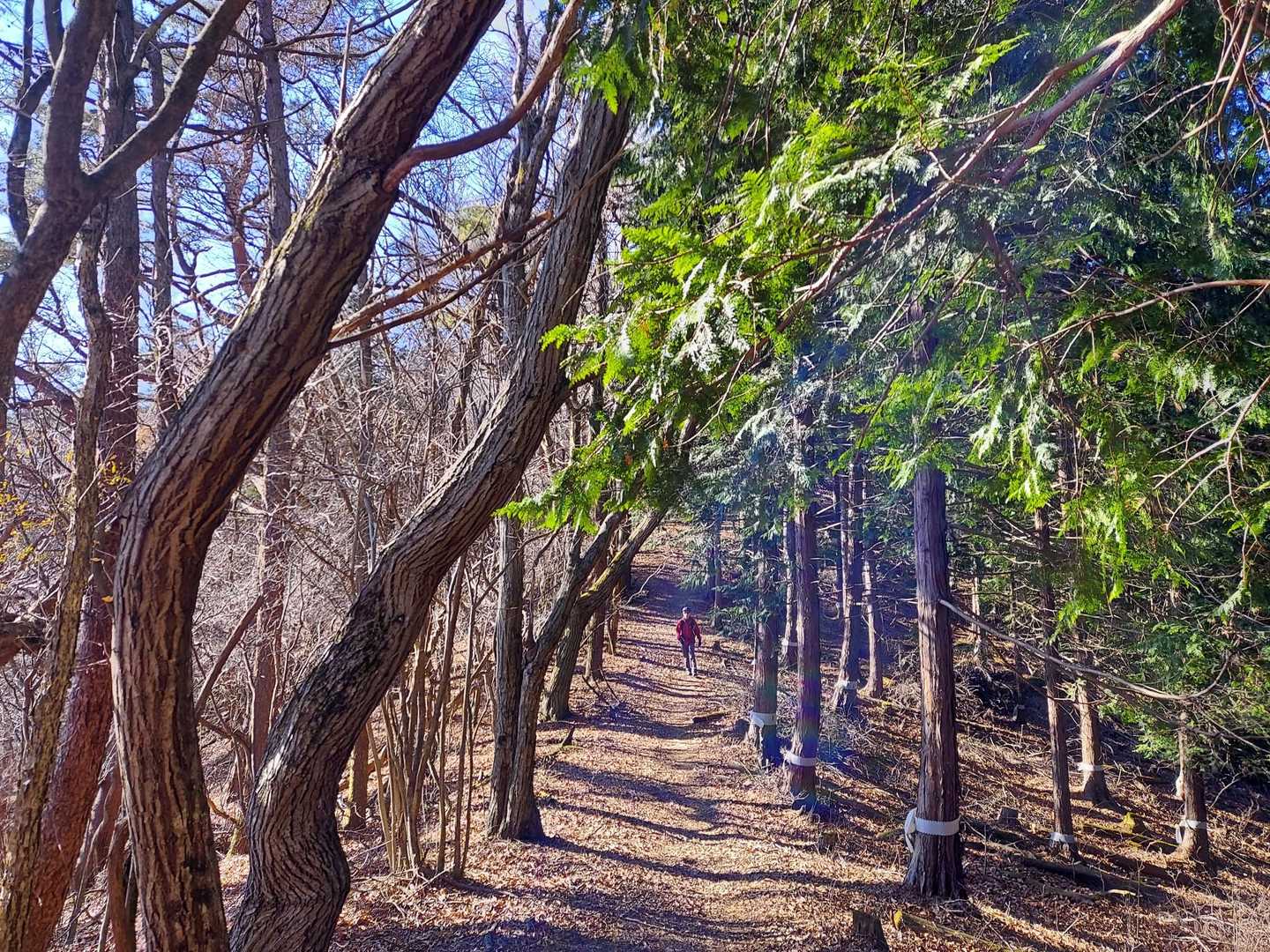 緩やかな道のり