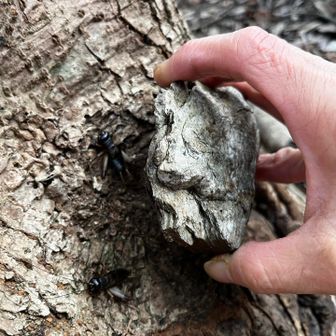 木の幹に乗ってた石を除けるとコオロギが越冬中
ゆっくり寝てね、転がらない様に戻しておきました