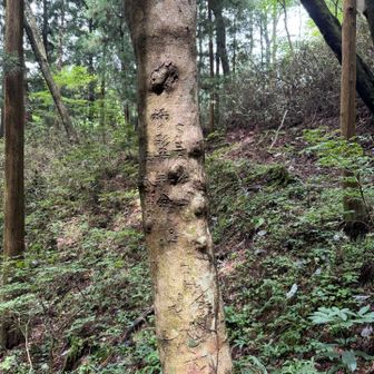 雷神降臨杉　名前かっこよすぎる！