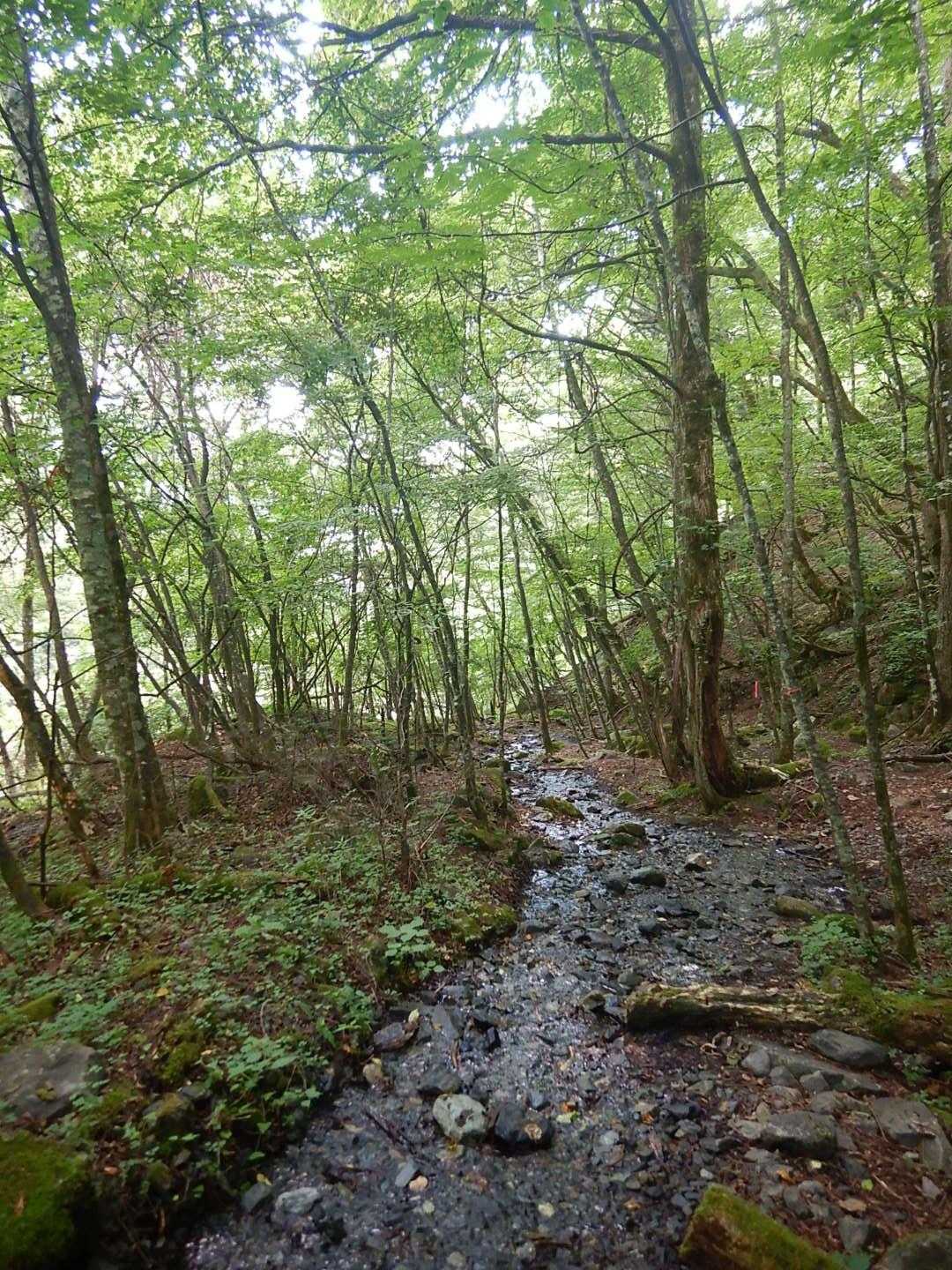 沢のすぐ横の道を進みます