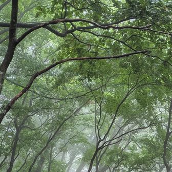 下山途中は、少しガスがかかって神秘的でした✨️
