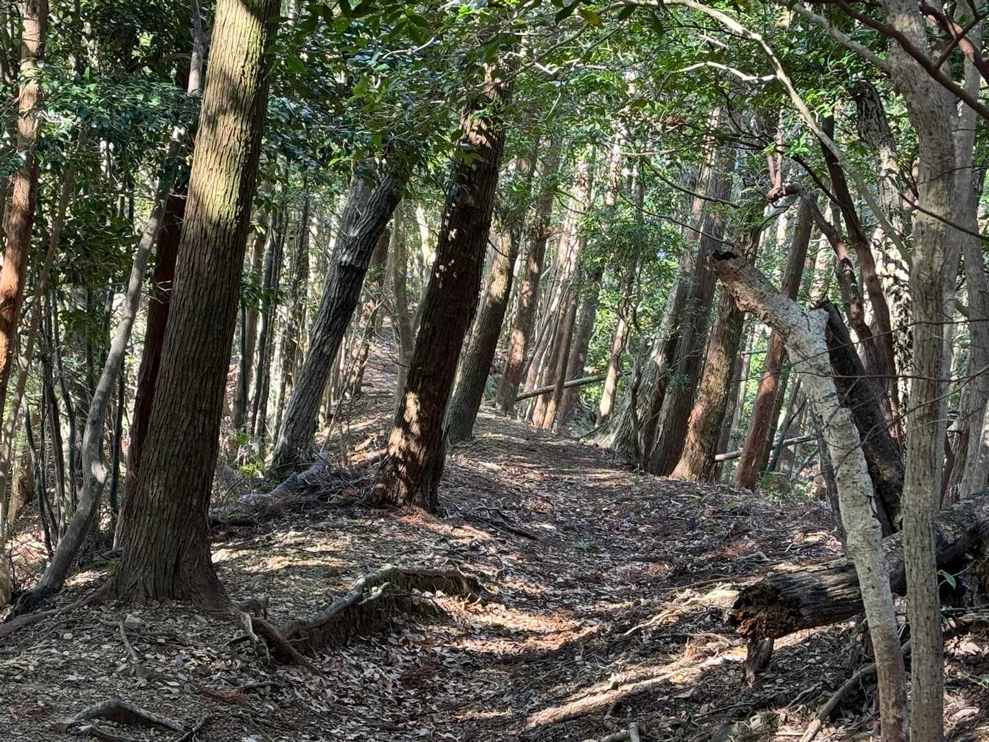 最高ーです