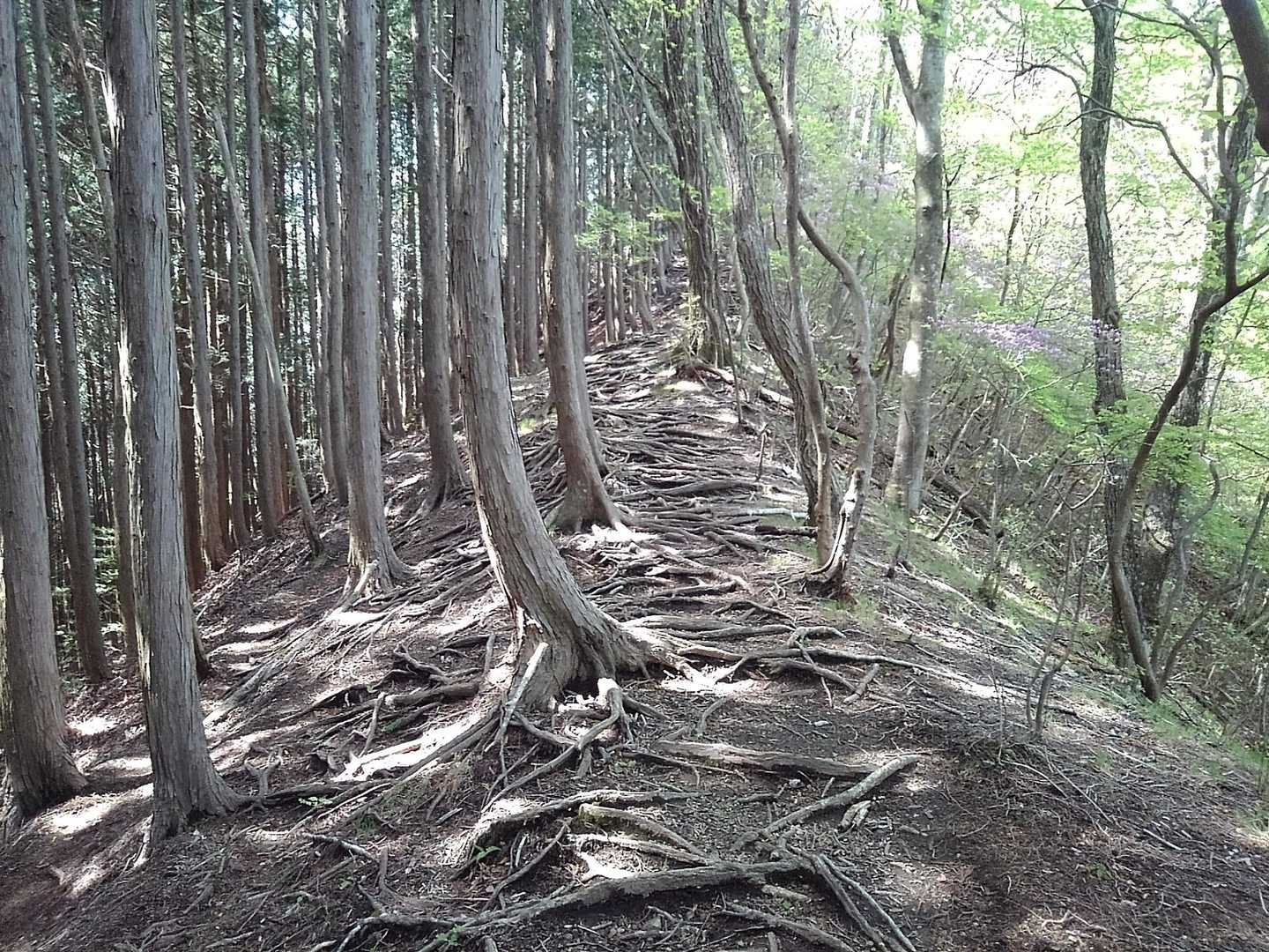 根っこロード❤️色んな角度から写真を撮ってる物好きな私を見掛けても、そっとしといてあげて下さい(変人認定)