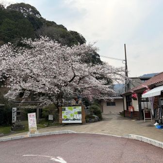 笠置駅まで降りてくると桜は満開に近かったです