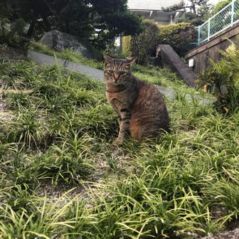 おいも