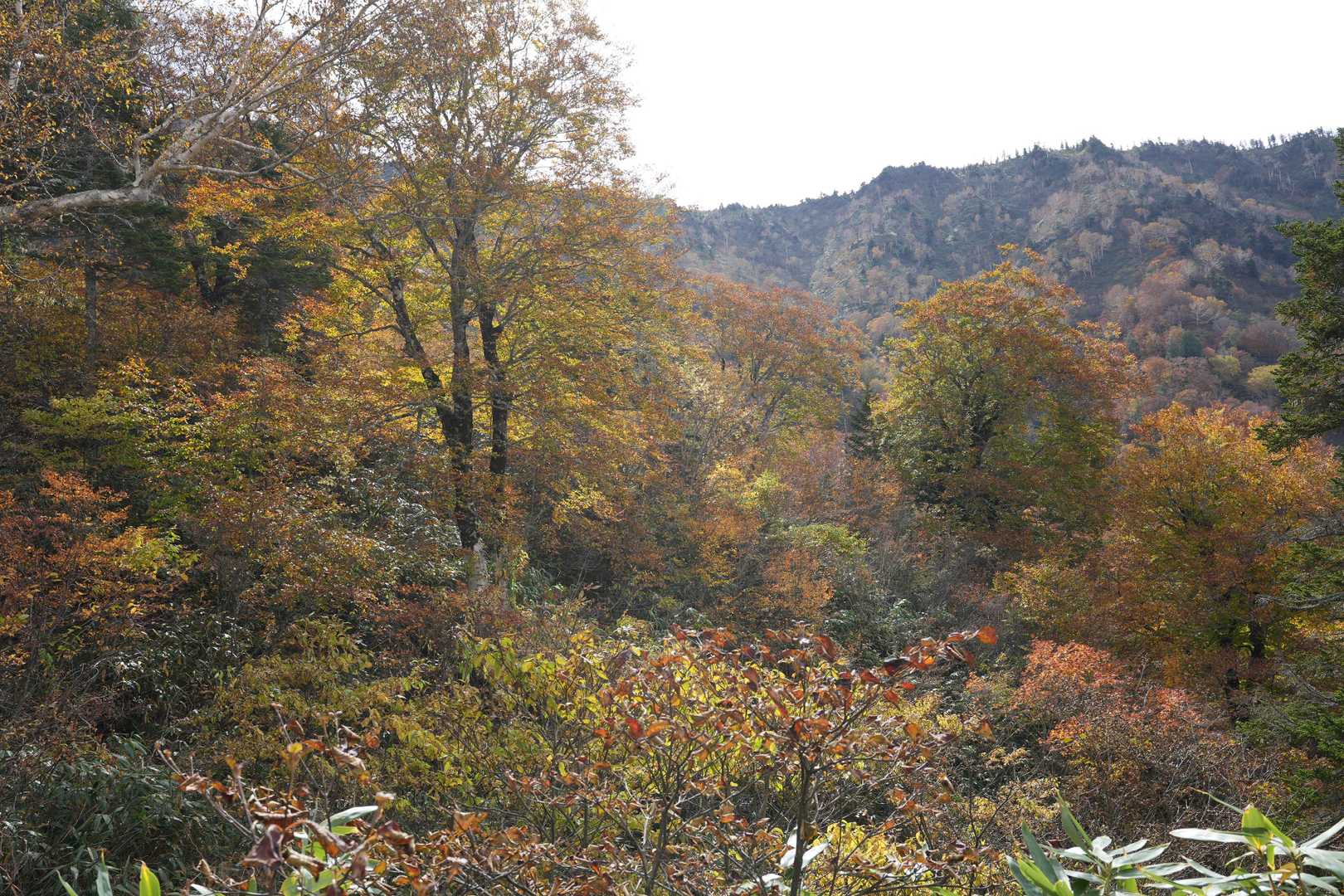 山頂駅-神楽ヶ峰-苗場山-苗場山神社 縦走コースの写真