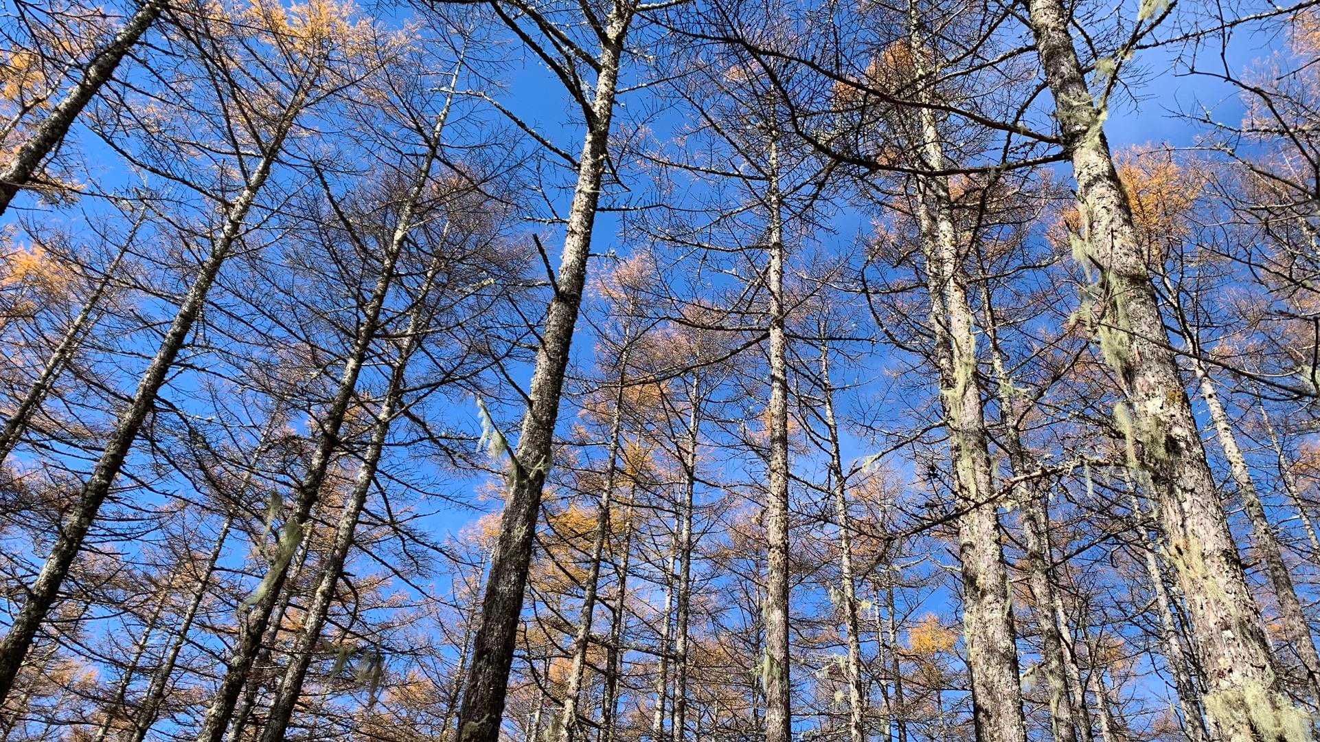 カラマツ林と青空
ようやくの青空！