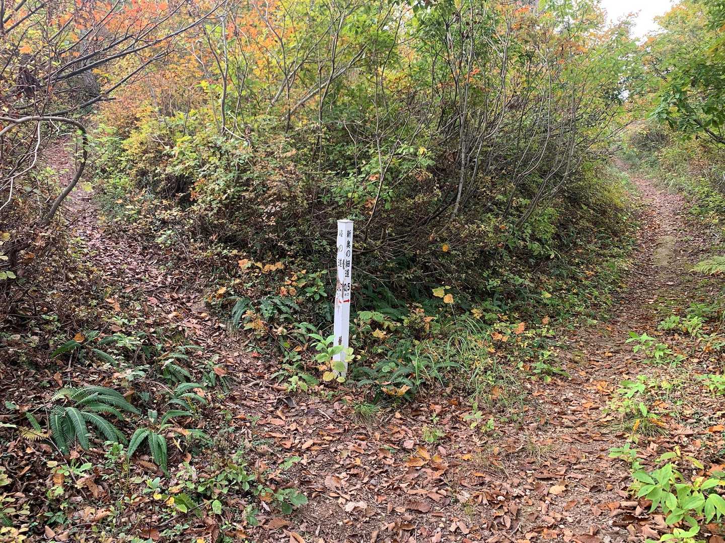 右側の道が緩やかでした。