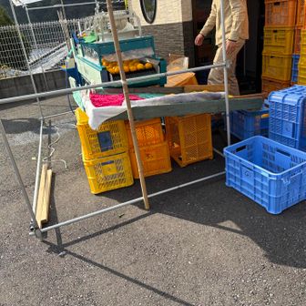 収穫した柚子の選別作業中