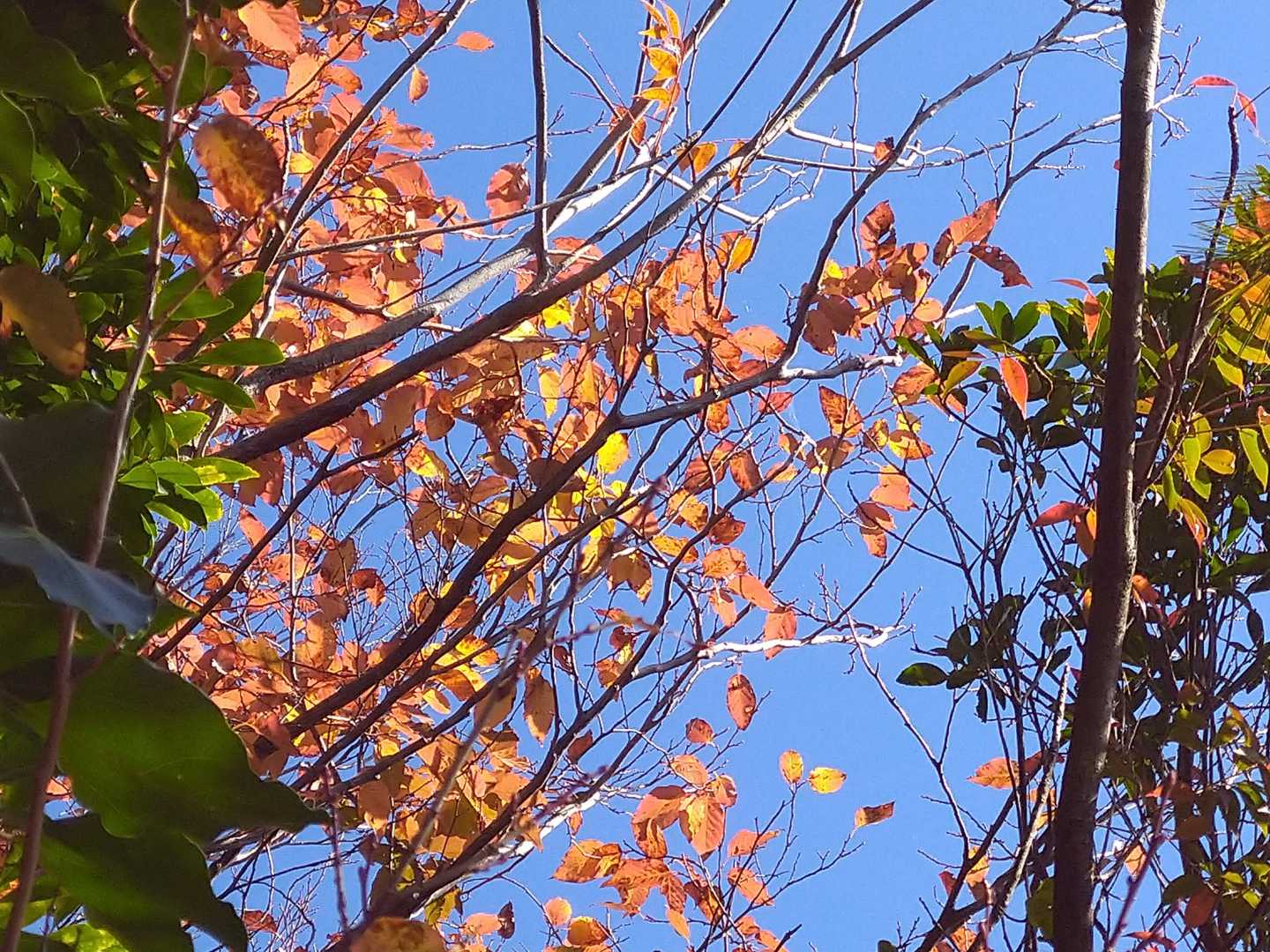 少しだけ紅葉してました