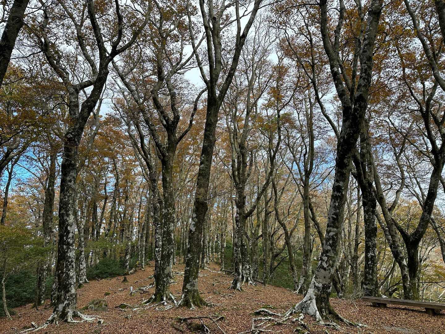 天城山縦走コースの写真