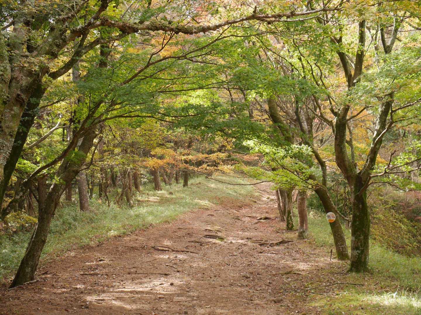鷹巣山へ続く道もいいね！