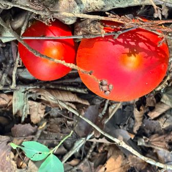 🔴🍄タマゴダケ⁉️