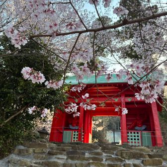 3月22日(日)

だいぶ散った。