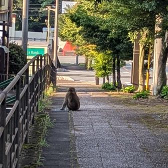 猿が…