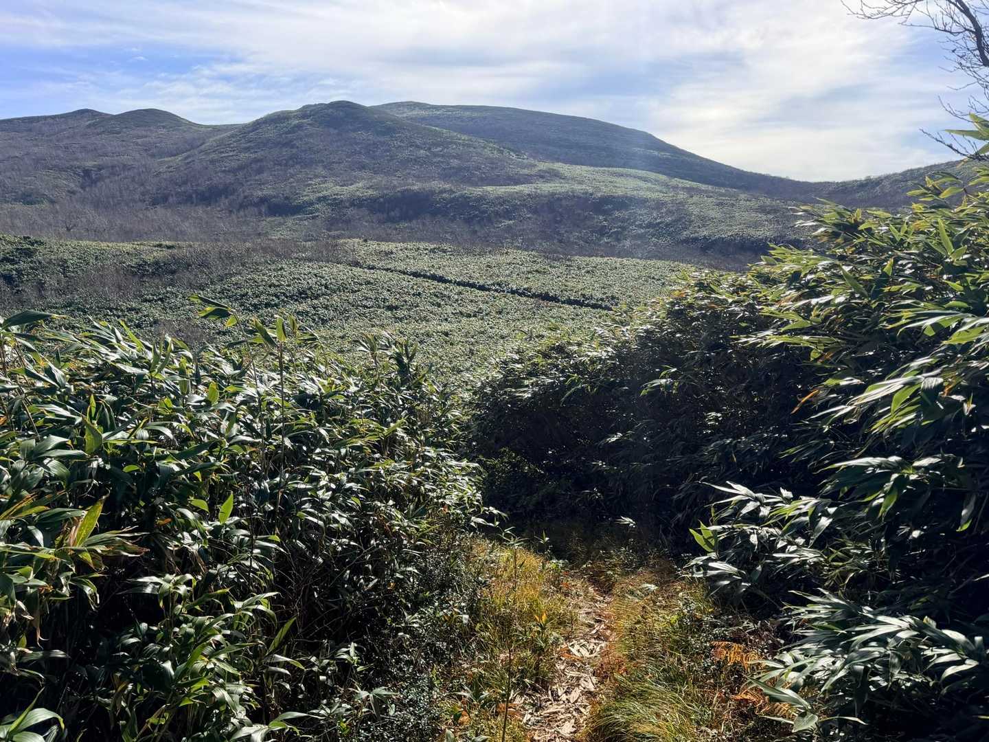 一旦下って笹の海の中の登山道🌱