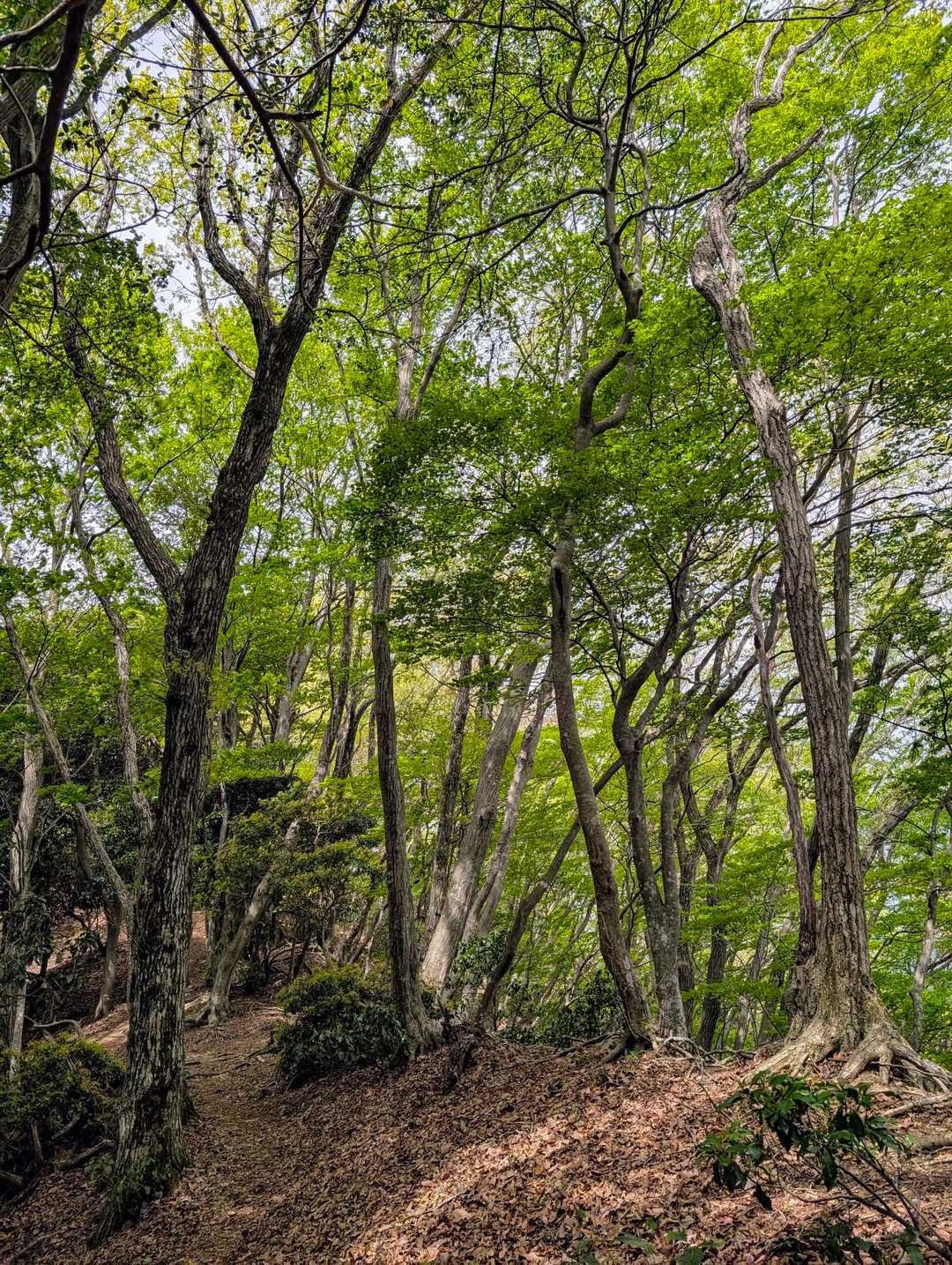 緑が美しい💚