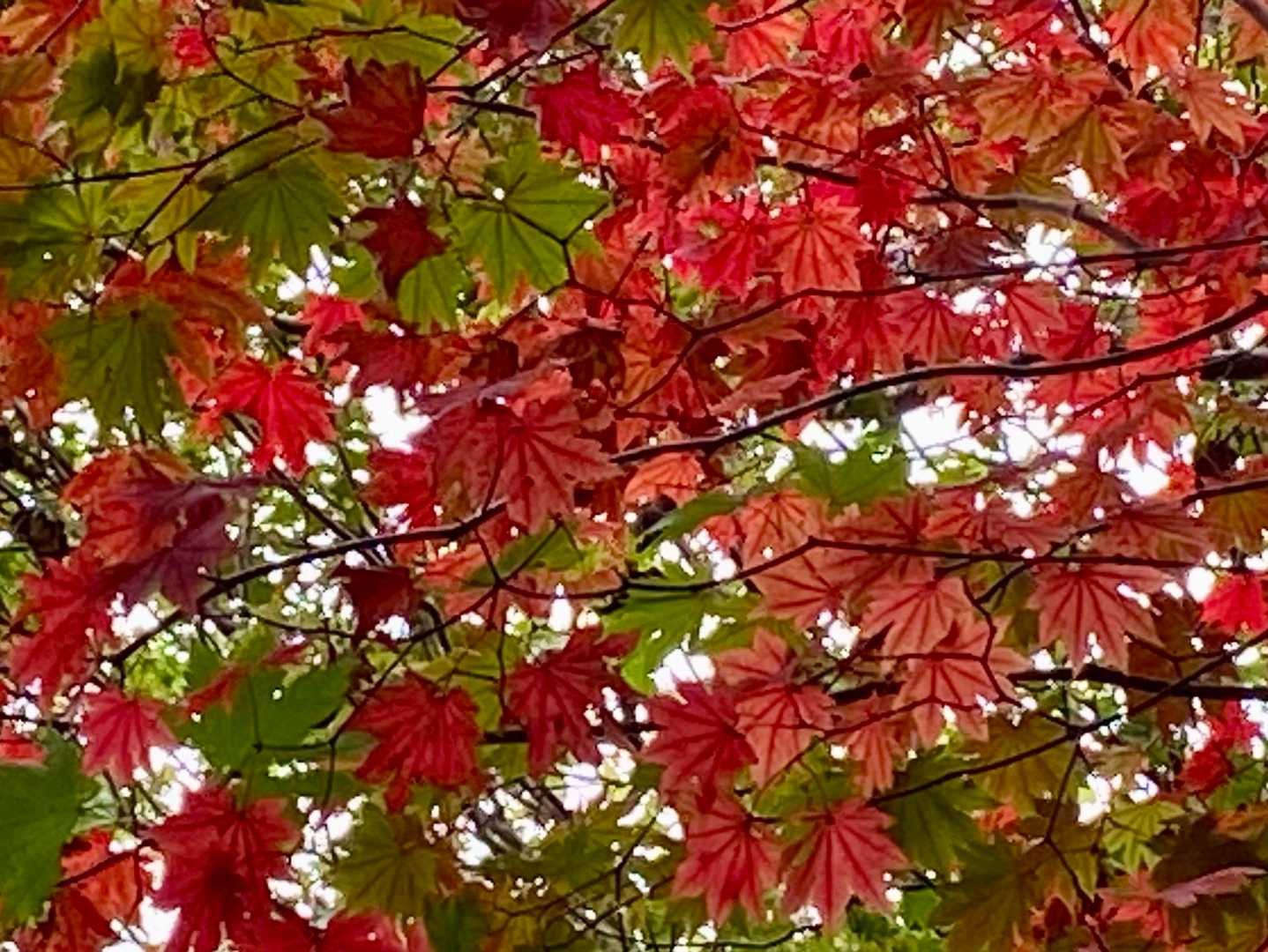 またまた、小さい秋見っけ🍂